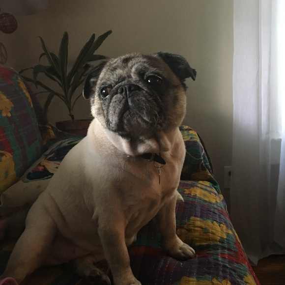 Meet your Posher, Susan - Picture 2 of 2